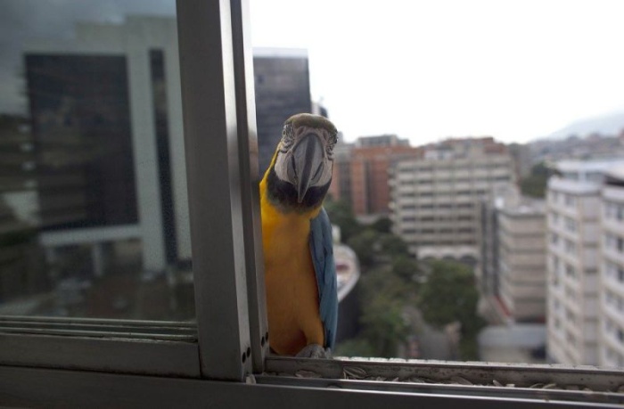 Удивительные венесуэльские «голуби»