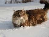 Лесная норвежская: Кошка-викинг с трёхслойной шубой научилась выживать при зубодробительных морозах