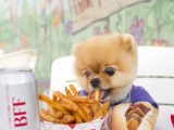 Новая звезда Instagram умилительный пёс Джифф