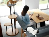  Пообедать с питомцем: в Японии придумали стол с отверстием для кота 