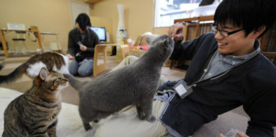 В Японии фирма разрешила работникам приносить на работу своих кошек!