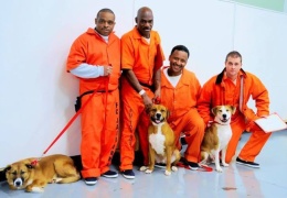 В одной из тюрем США заключенным разрешили брать на воспитание бездомных собак