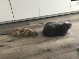 Сурикат и кот стали лучшими друзьями
