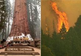  Крупнейшее в мире дерево, секвойя «генерал Шерман», может сгореть в лесном пожаре