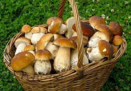 Миколог: сейчас в лесах Эстонии на пике второй слой белых грибов
