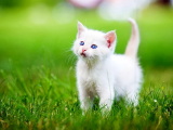 Красивые кошечки картинки