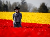 Фестиваль цветущих тюльпанов Skagit Valley Tulip Festival в Вашингтоне. ФОТО