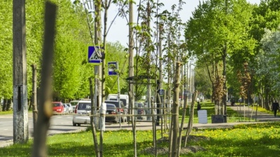 В 2016 году больше всего деревьев в Нарве высадят возле территории Transservis-N 