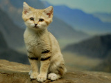 Барханный кот - кот, который всегда остается похожим на котенка