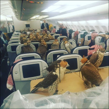 Саудовский принц посадил в самолет 80 соколов