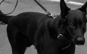 На Нарвском кордоне неожиданно скончалась служебная собака Лассе 