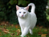 Красивые картинки кошек