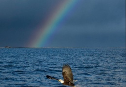 Удивительные кадры: белоголовый орлан на рыбалке