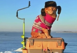  Рыжий кот Симба в шапке-ушанке, сопровождающий хозяина на рыбалке, умилил соцсети!