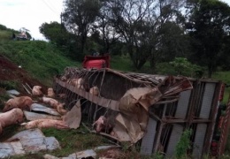 Как разжиться мясом на халяву: грузовик со 120 свиньями перевернулся в Бразилии