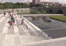 Выброшенный на берег городского пруда в центре Мадрида кит озадачил жителей