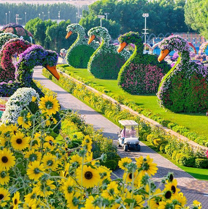Парк Dubai Miracle Garden – цветущий оазис в пустыне 