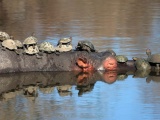Красноухие черепахи отдыхают на спине огромного бегемота