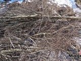 Нарвские бастионы лишились десятков деревьев (Обновлено)
