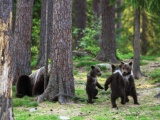 Финские медвежата встали в круг