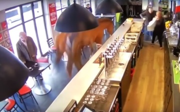 Во Франции лошадь сбежала от наездника и ворвалась в бар 