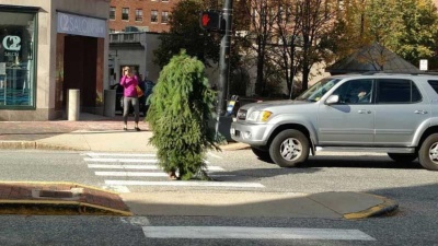 Полиция арестовала мужика-дерево за то, что он рос посреди дороги