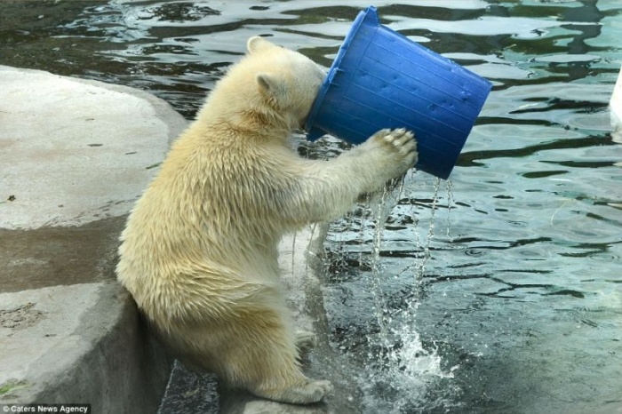 Белый медведь играет с ведром в московском зоопарке