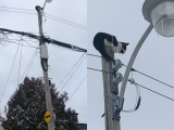  Высоко сижу - далеко гляжу: кот сидящий на вершине электрического столба 