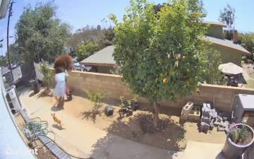 В Калифорнии медведь попытался забраться на территорию дома. Женщина столкнула его с забора, защищая своих собак