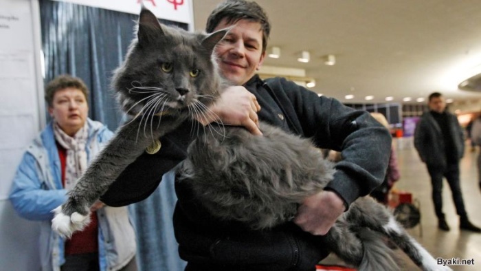 Самый большой кот Украины: 12-килограммовый мейн-кун по кличке Камаз