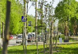 Вдоль улиц Нарвы высадили 131 дерево 