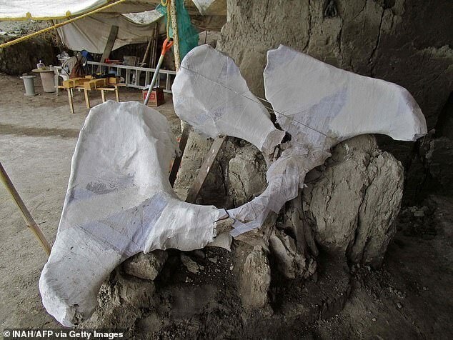 В Мексике случайно нашли гигантское кладбище мамонтов