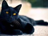 Красивые картинки кошек