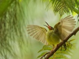 Удивительные фотографии птиц