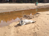 На пляж в Нарва-Йыэсуу выбросило детеныша занесенного в Красную книгу тюленя 