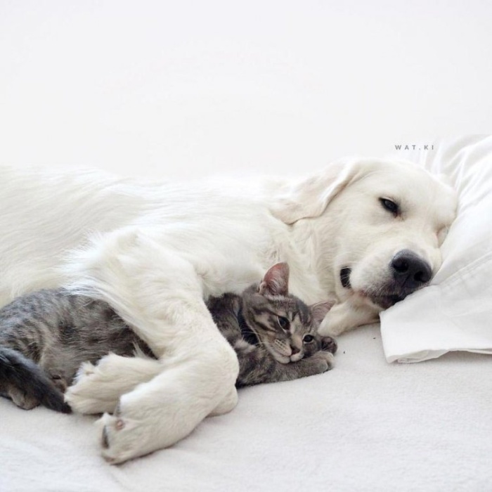  Две собаки и кот — три лучших друга, которые всё делают вместе