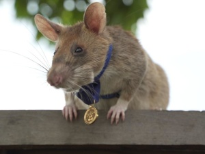 Крысу удостоили медали за "зверскую" храбрость при поиске мин 