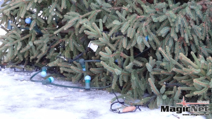 Штормовой ветер свалил в Нарве новогоднюю елку 
