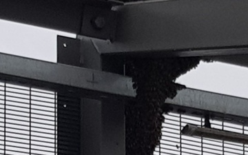 Пчелы оккупировали приграничный мост "Дружба"