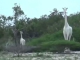  Впервые на видео: белые жирафы 
