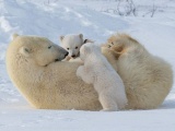 Белая медведица наслаждается солнечным днем с медвежатами