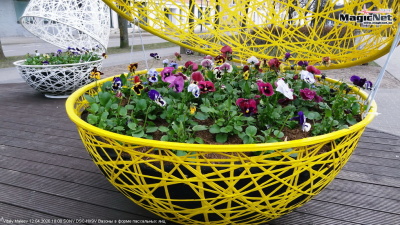 В Нарве начали посадку первых весенних цветов