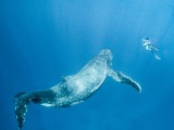 Потрясающая фотосессия кита с человеком