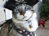 Спанглс - самый милый косоглазый кот в Интернете (6 фото)