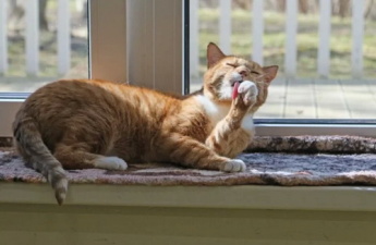 Городское собрание Нарвы одобрило проведение конкурса на нового оператора приюта для животных