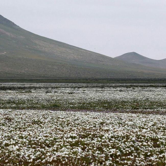 В Чили из-за проливных дождей расцвела пустыня Атакама