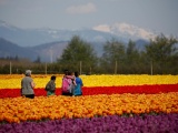 Фестиваль цветущих тюльпанов Skagit Valley Tulip Festival в Вашингтоне. ФОТО