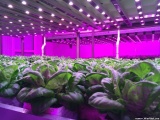 Будущее сельского хозяйства - скоростное выращивание культур без дневного света