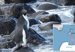 Антарктический пингвин случайно преодолел 3000 км и очутился в Новой Зеландии 
