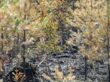 Лесной пожар в Нарва-Йыэсуу локализован, угрозы распространению огня нет 